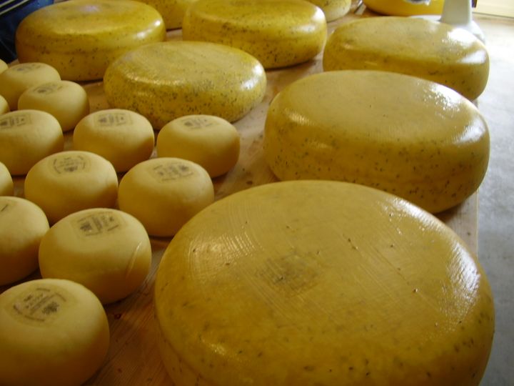 Gouda